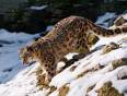 The amazing and rare snow leopard