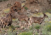 Bharal in Hemis National Park Flickr Credit Wildxplorer
