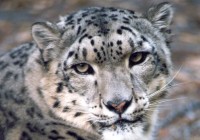 The illusive Snow Leopard in Hemis National Park - photo courtesy of Snow Leopard Conservancy - Indi