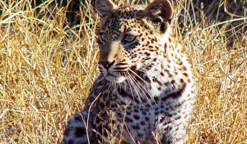 A seldom seen leopard cup in Kruger National Park - seeing one of these is a true highlight of our S