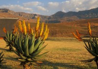 Aloe plants in the Drakensberg Mountains