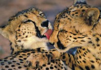 A pair of cheetahs preening each other - cheetahs are a great spot when on safari in Africa