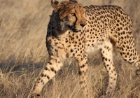Spot the fasted land creature on earth - the Cheetah on one of our Africa Safaris
