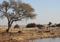 Animals gathered around Okukuejo water hole in Etosha National Park [