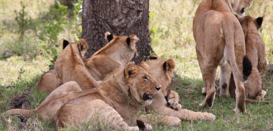 A pride of lions keep a look out for potential prey on a safari in Africa