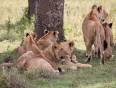 A pride of lions keep a look out for potential prey on a safari in Africa