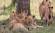 A pride of lions keep a look out for potential prey on a safari in Africa