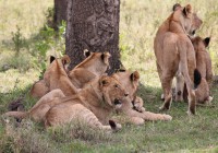 A pride of lions keep a look out for potential prey on a safari in Africa