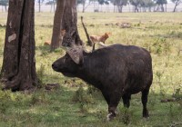 A pair of lioness' stalk a buffalo - both part of the Big Five on safari in Africa