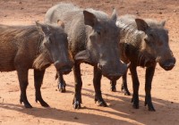 Pumba (Swahili for Warthog) often spotted on our African Safaris