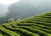 The rolling green tea plantations of Boseong.