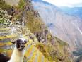 A speedy Lima posing by Machu Picchu
