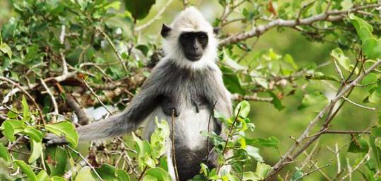 A grey langur monkey in Yala National Park, Sri Lanka