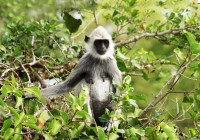 A grey langur monkey in Yala National Park, Sri Lanka