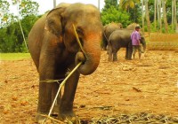 A young elephant at Pinnawala elephant orphanage