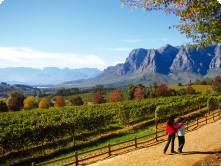 The Stellenbosch wine lands