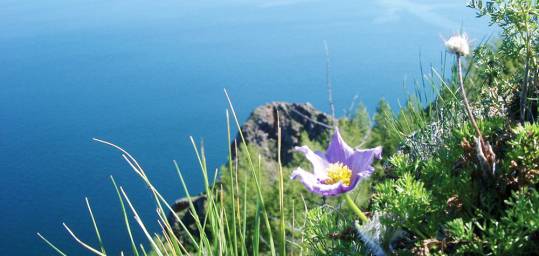 Flowers on the shores of Peschanoe Lake in the Middle Ural