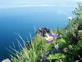 Flowers on the shores of Peschanoe Lake in the Middle Ural