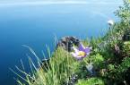 Flowers on the shores of Peschanoe Lake in the Middle Ural