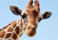 Close up of a giraffe
