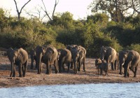 A herd of elephants by the Chobe River