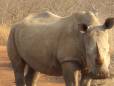Rhino looking at the photographer