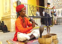 A snake charmer turning on the charm