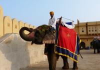 An elephant at the Amber Fort in Jaipur
