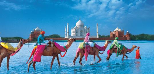 A brightly coloured camel caravan in front of the Taj Mahal