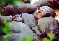 A bloat of hippos in Lake Manyara National Park in Tanzania.