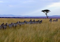 A queue of zebras in the Serengeti at dusk - a popular sight on our African Safaris