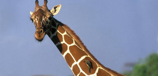 Up Close with a giraffe