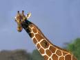 Up Close with a giraffe