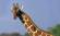 Up Close with a giraffe