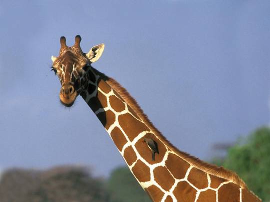 Tanzania Wildlife Week - 7 Days