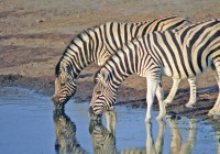 Two zebras take a drink by a watehole in a national park in East Africa 