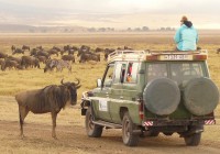 On The Go Passengers viewing Wildebeest and Zebra in the Serengeti on our African Safaris
