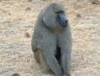 Lone baboon at Tarangire National Park
