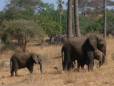 Herd of elephants crossing a road