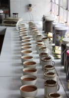 Tea tasting in India