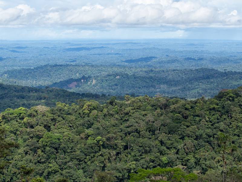 Rainforest Birds: Species List & Top 10 - Rainforest Cruises