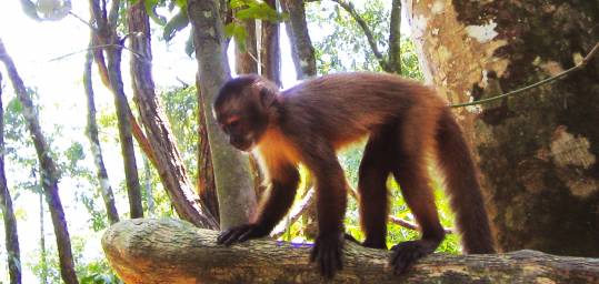 A monkey in a tree in the Amazon jungle