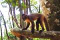A monkey in a tree in the Amazon jungle