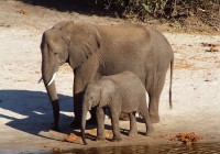 An elephant and her baby approach a waterhole