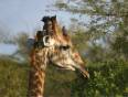 A giraffe with birds on his head