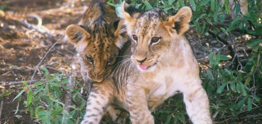 Lion cubs are an adorable sight on any African Safari.