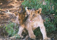 Lion cubs are an adorable sight on any African Safari.