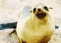 A seal poses for the camera at the Cape Cross Seal Colony in Namibia.