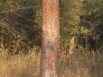 A scratch post for tigers in Bandhavgarh National Park
