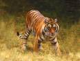 A tiger stalking his prey through the grassy plains